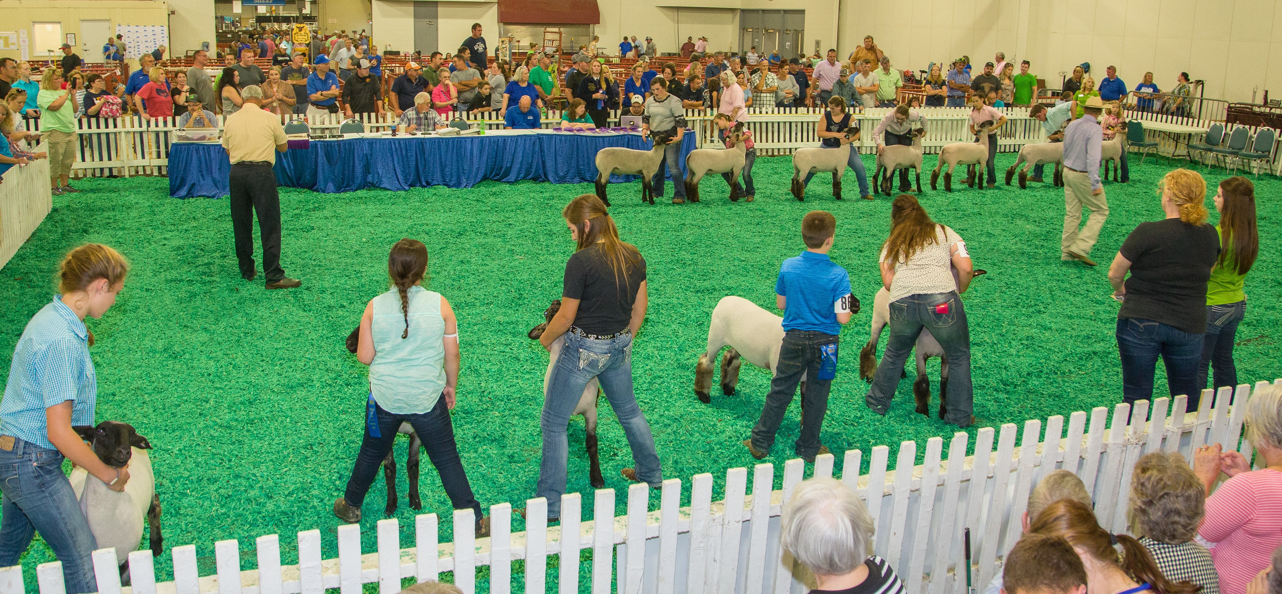 Group of youth showing sheep at Kentucky State Fair