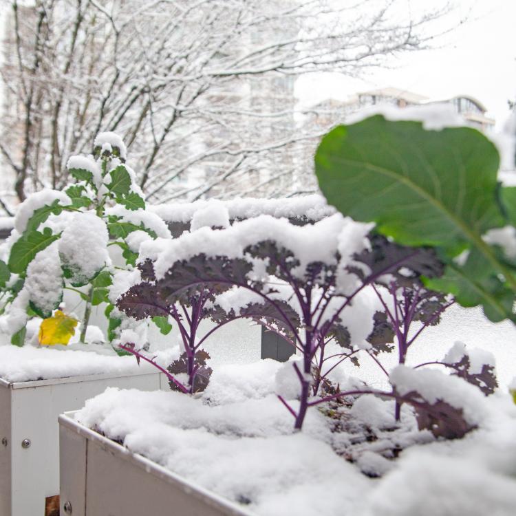  Vegetables growing during winter with snow