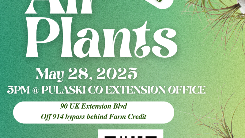 Air plant program