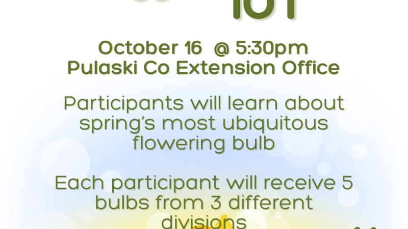 Daff flyer