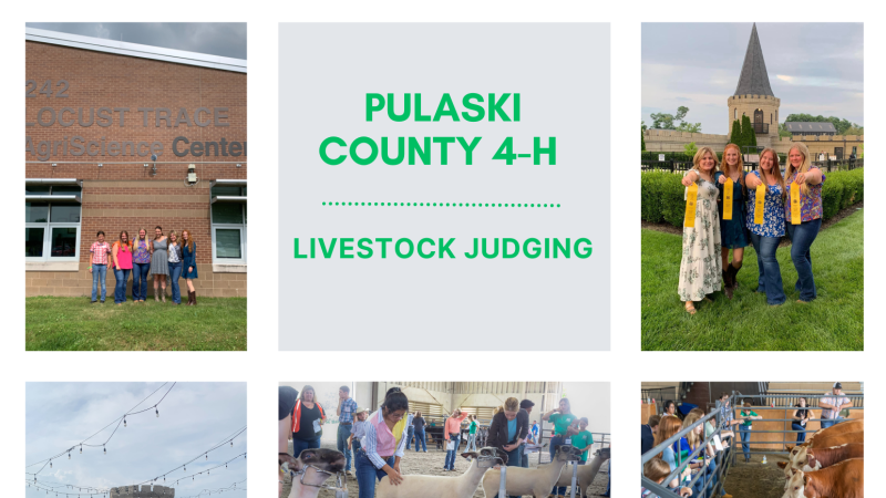 Collage of Livestock Judging Photos