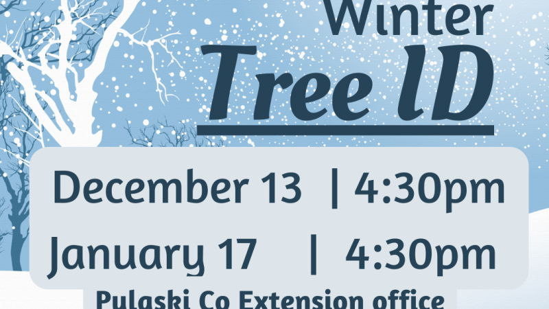 Winter Tree ID flyer