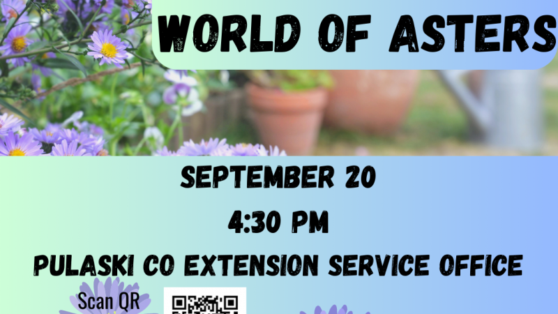 Flyer for Wonderful World of Asters program