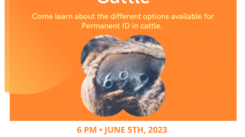 Flyer for permanent ID for cattle class. June 5th at 6 pm call 606-679-6361 for more information