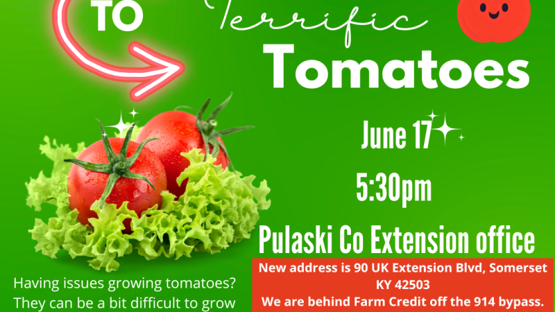 Terrible tomatoes flyer